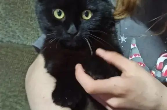 Кошки потеряшки, , фото: Потеряшка кот: ул. Дзержинского, 7