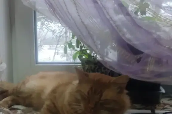 Кошки потеряшки, Тверь, фото: Потеряшка кошка, ул. Чехова, 30, Тверь