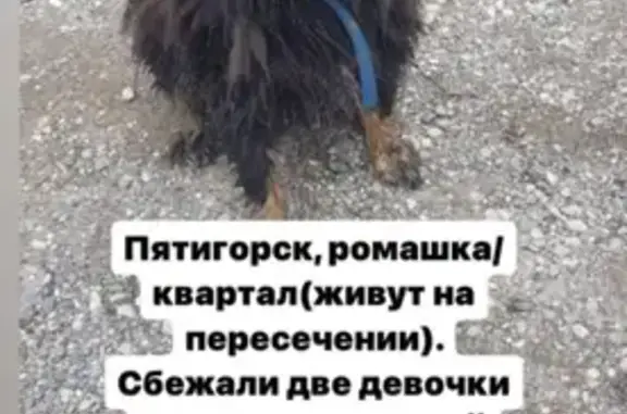 Пропали собаки: Саманная ул., Пятигорск