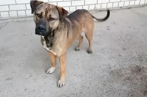 Найдена собака, Солнечная ул., Астрахань