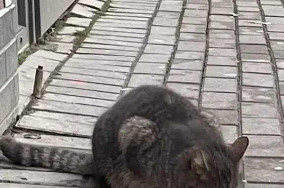 Найдена кошка у Спара, Дадаева 63