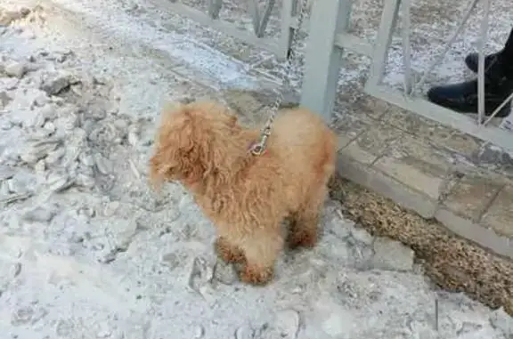 Найдена собака у путепровода, Красноярск