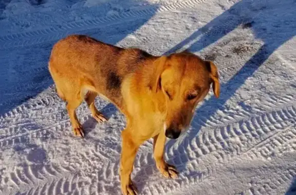 Найдена собака у ТРЦ Мега, Ждановский