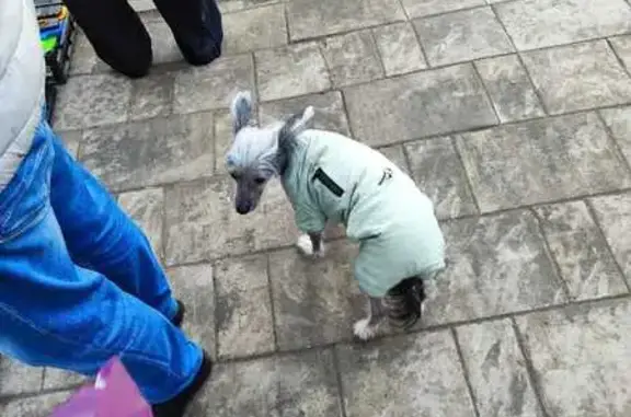 Найденные животные Ростов-на-Дону, фото: Найдена собака на ул. Обороны, Ростов