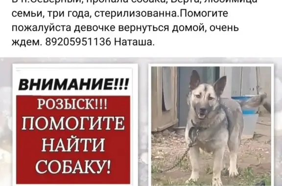 Пропала собака в Северном, Белгородской обл.