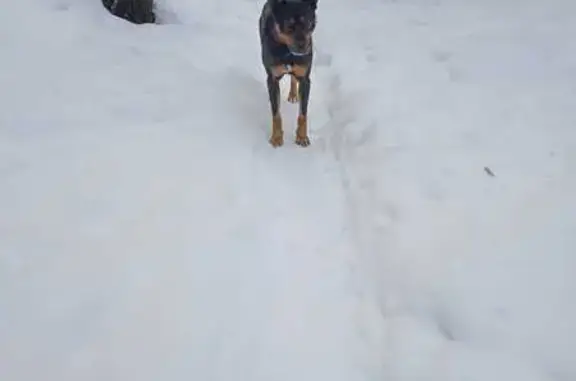 Найдена собака, Рублёво-Успенское, 3 года