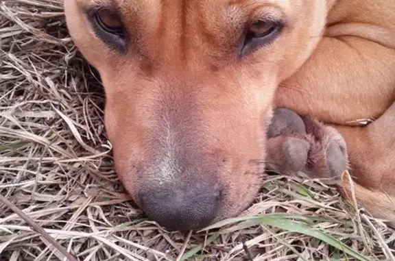 Найдена собака в Молькино, Краснодар