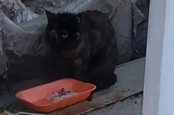 Найдена кошка, ул. Сухэ-Батора, 15