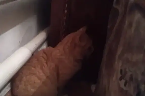 Найден рыжий кот на АЗС, Чапаевский