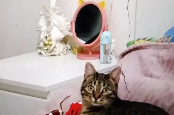 Потерянные животные Санкт-Петербург, фото: Пропала кошка: ул. Руднева, 9 к2