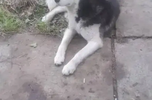 Найдена собака, ул. Всесоюзная, Ростов