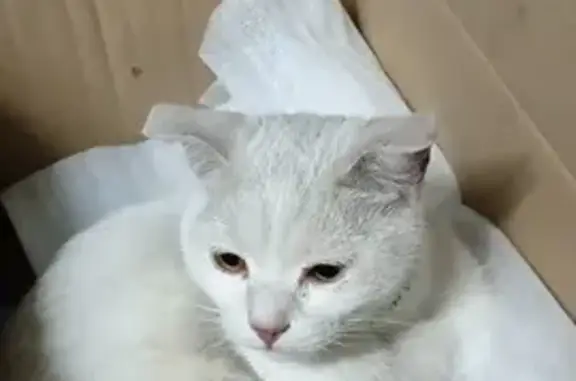 Найден белый кот: Палярка, Абакан