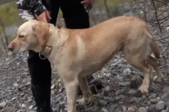 Пропала собака Снежка, Ивдель, ул. Данилова, 53