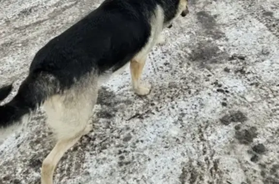 Найдена собака: Затонская, 46Ж, Красноярск