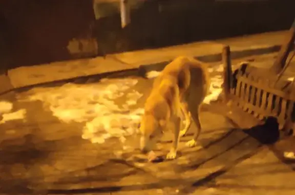 Найдена собака: Ростовская ул., 50