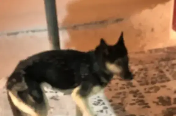 Найдена собака ул. Ф. Попова, 13А
