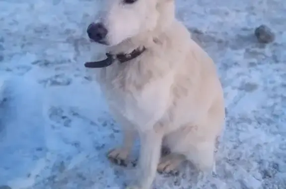 Найдена собака, Скуратовская 100, Тула