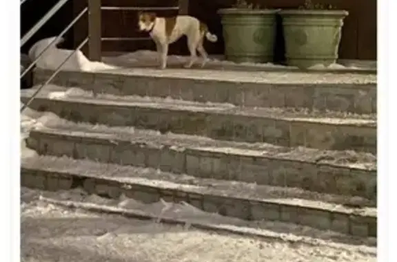 Найдена собака: ул. Савиных, Томск