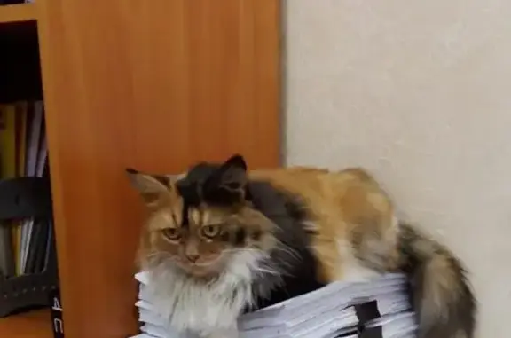 Пропала кошка: Ермака, 6, Новочеркасск