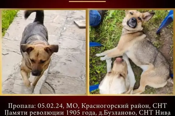 Пропала собака Мэгги в Красногорске