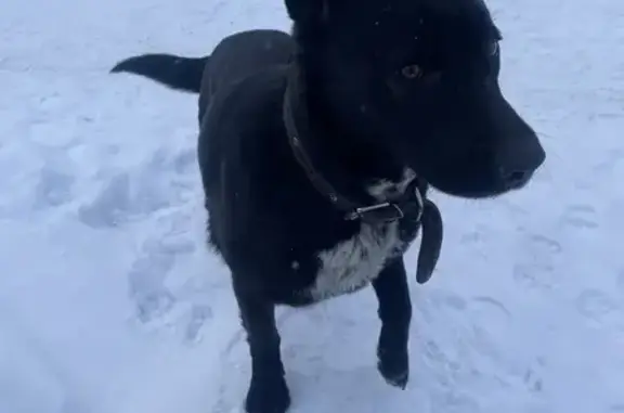 Черная собака найдена: Волгоградская, Казань