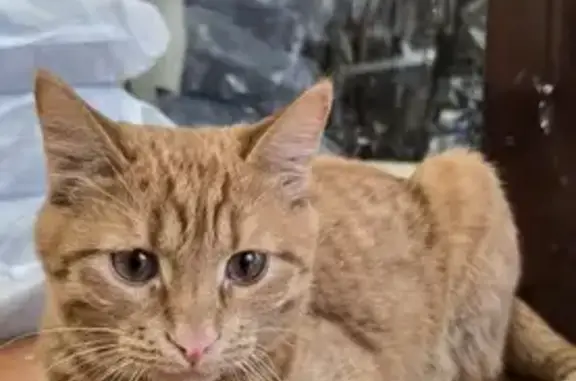 Найден рыжий кот: Походная, 76