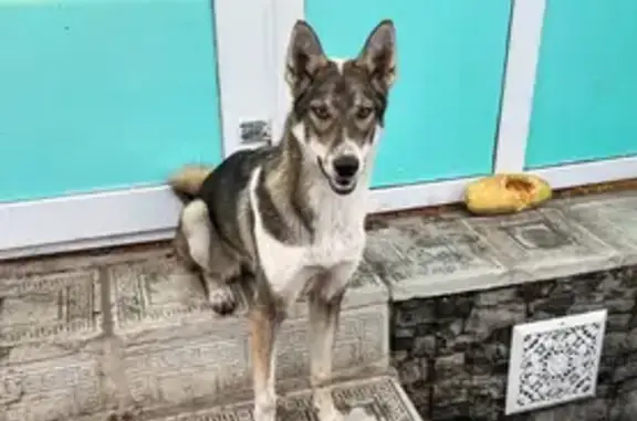 Пропала собака в Белебее, Башкортостан