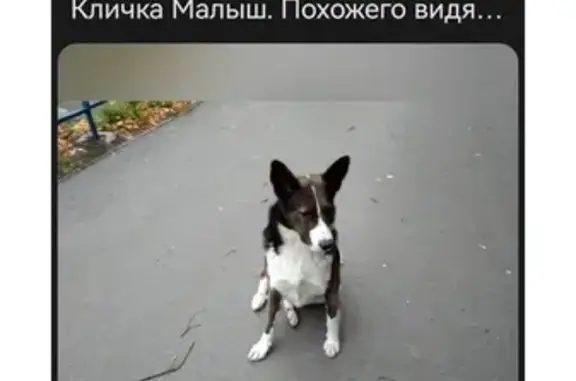 Пропала собака, ул. Лобова, Мурманск
