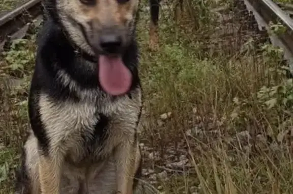 Собаки потеряшки, , фото: Потеряшка собака: 46Н-05073, МО