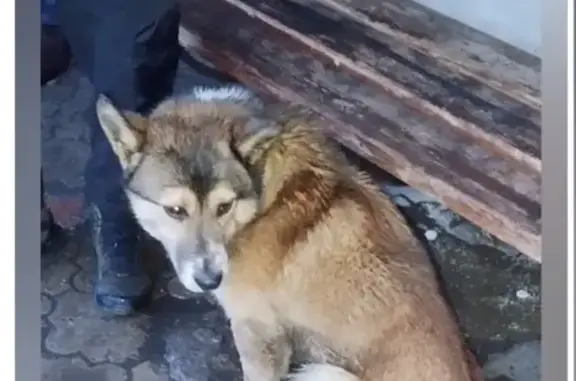 Найдена собака, 1-я Хабаровская, Красноярск