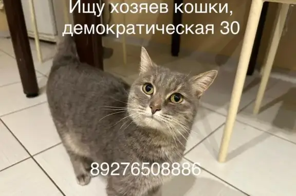 Найдена кошка: Демократическая ул., 30