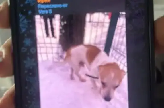 Найдена собака: ул. Берзарина, Москва
