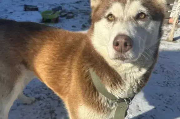 Пропала собака Мира, Астрахань