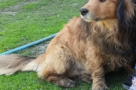 Пропала собака в Новой Липовке