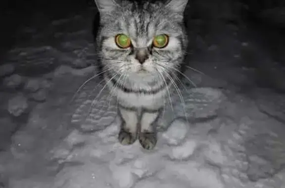Найдена кошка на ул. Гаврилова, 2