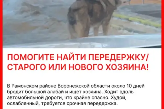 Найдена собака в Горожанском
