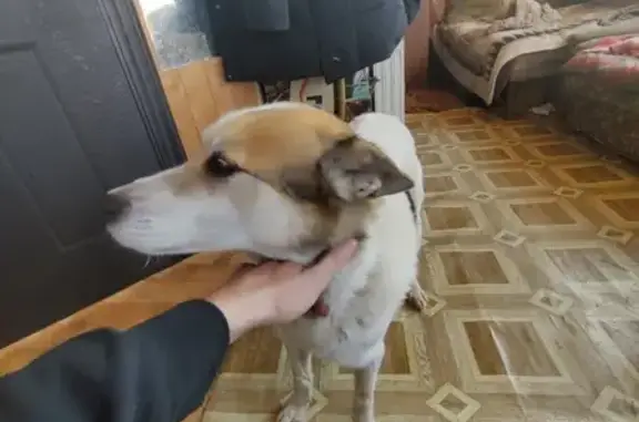 Найдена собака в Дубнево, 46Н-11670