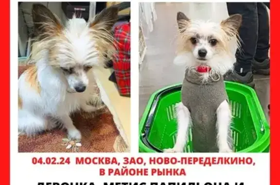 Пропала собака: Боровское ш., 30А