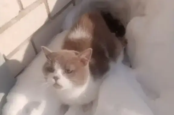 Найдена кошка на Быковском шоссе