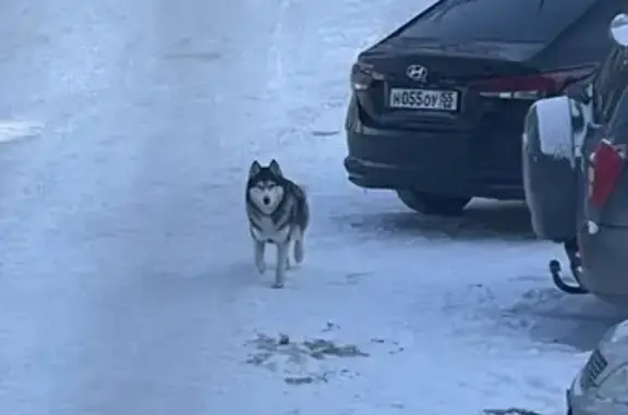 Найдена собака Хаски, Волгоградская 30