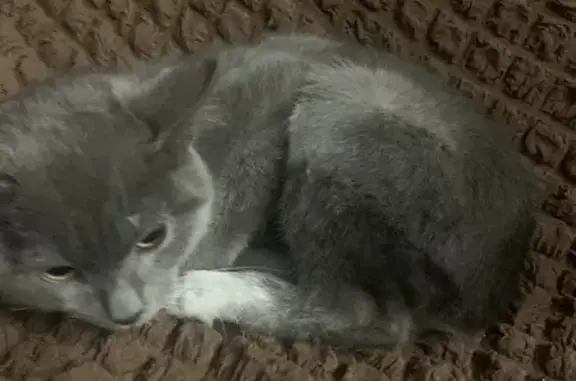 Найдена кошка: Водная ул., 20, Челябинск