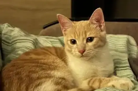 Кошка найдена: Л. Шевцовой, 17