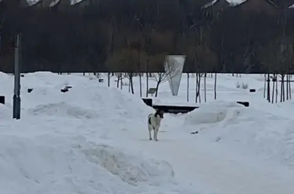 Найдена собака на Кременчугской, Мск