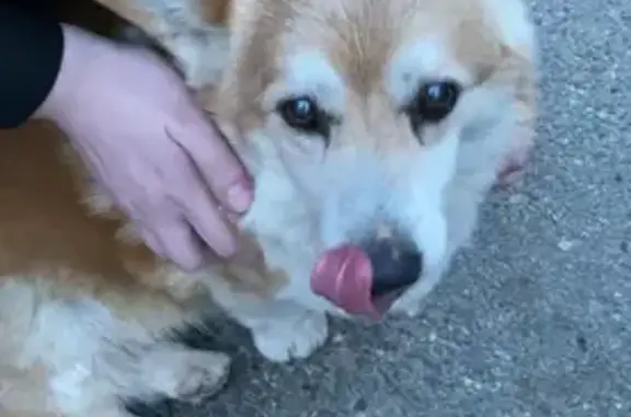 Найдена собака Корги на ул. Бабушкина, 291