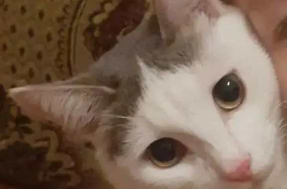 Пропал кот: Хади Такташа, 23, Бавлы