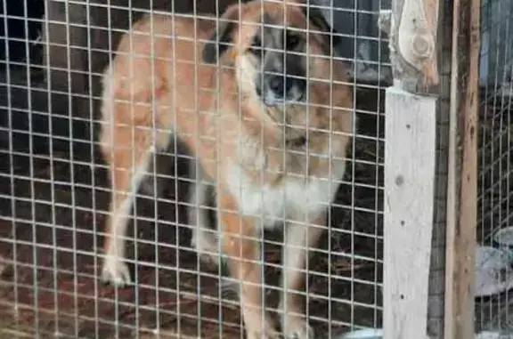 Пропала собака в Пригорском, Смоленск