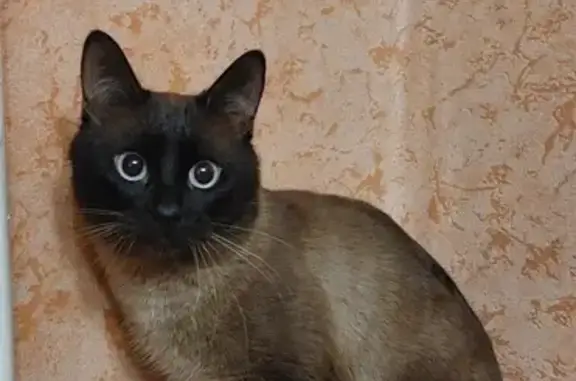 Найден сиамский кот, Оршанская 18