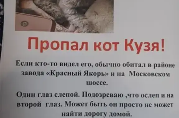 Пропала кошка, Московское ш., 110
