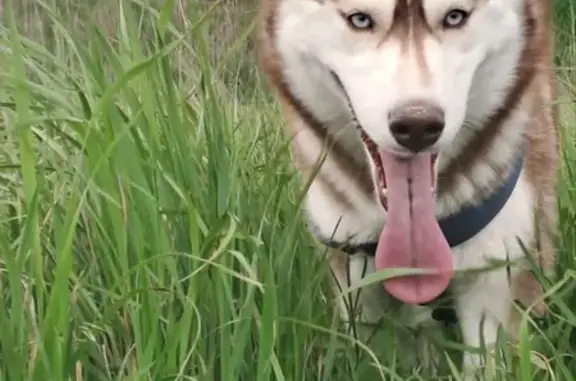 Собаки потеряшки, , фото: Потеряшка хаски! ул. Гагарина, 91, Волгодонск