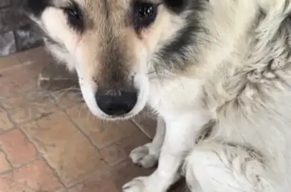Собака-кобель найдена в Донецке
